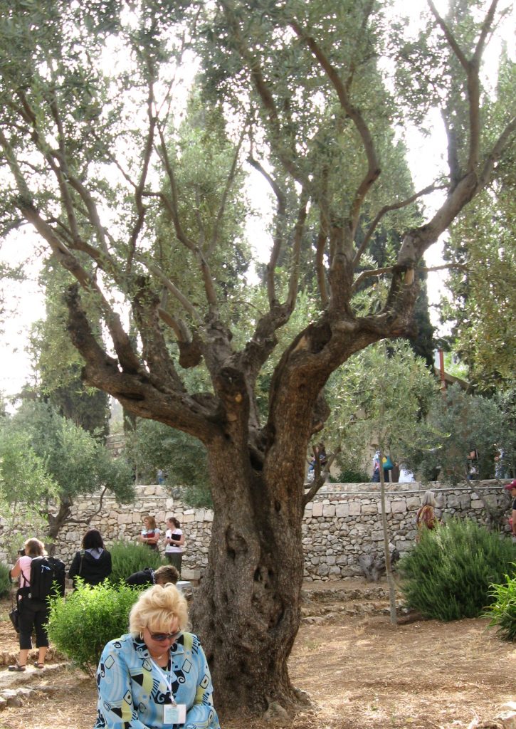 garden of gethsemane