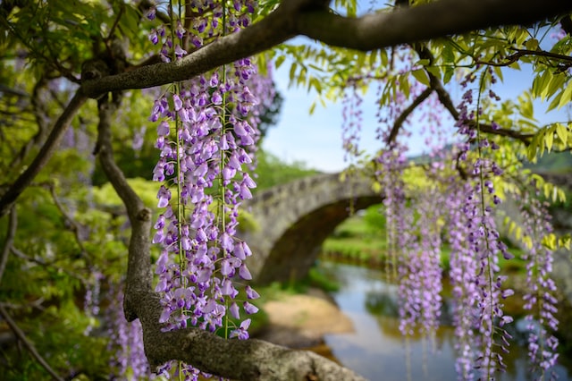 wysteria-flowers