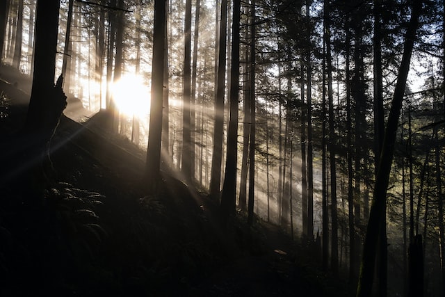 sunlight-through-trees