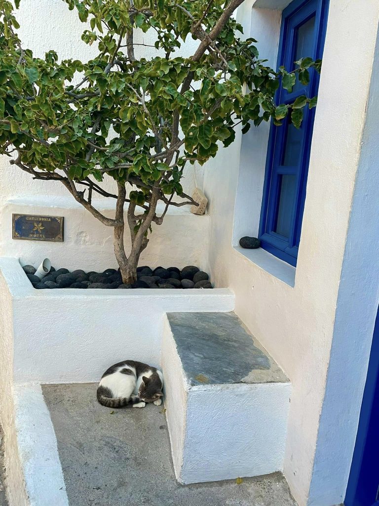 The felines of Santorini