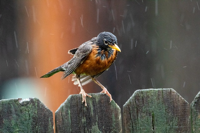 Bird in rain