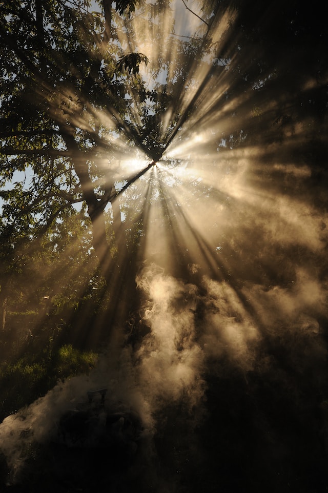 sunlight-through-trees