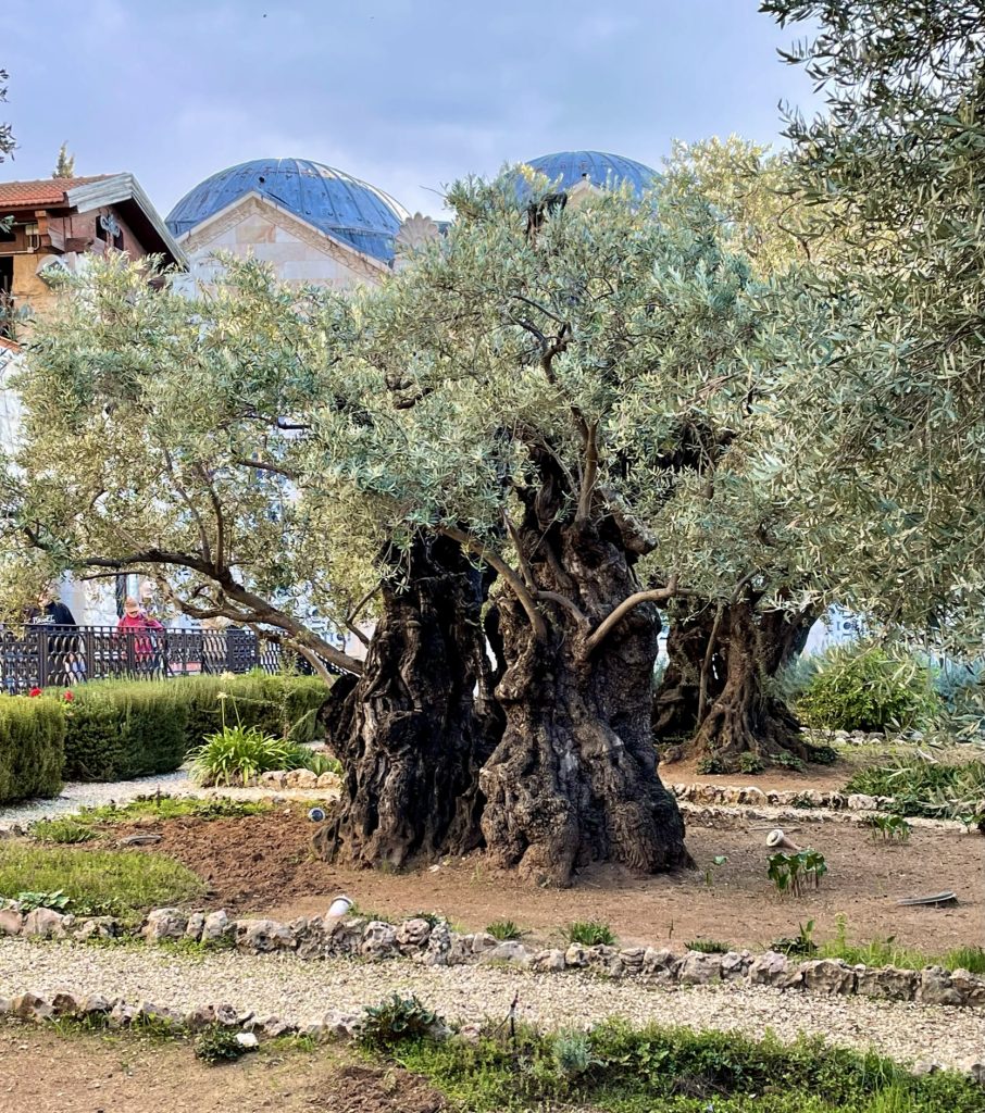 garden of gethsemane